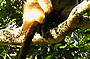 Lumholtz Tree Kangaroo