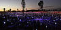 Uluru Sunrise & Field of Light