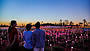 Uluru Sunrise & Field of Light