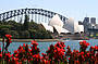 LUNCH CRUISE ON SYDNEY HARBOUR - A SYDNEY FAVOURITE FOR OVER 30 YEARS!