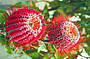 Scarlett Banksia (credit Tourism WA)